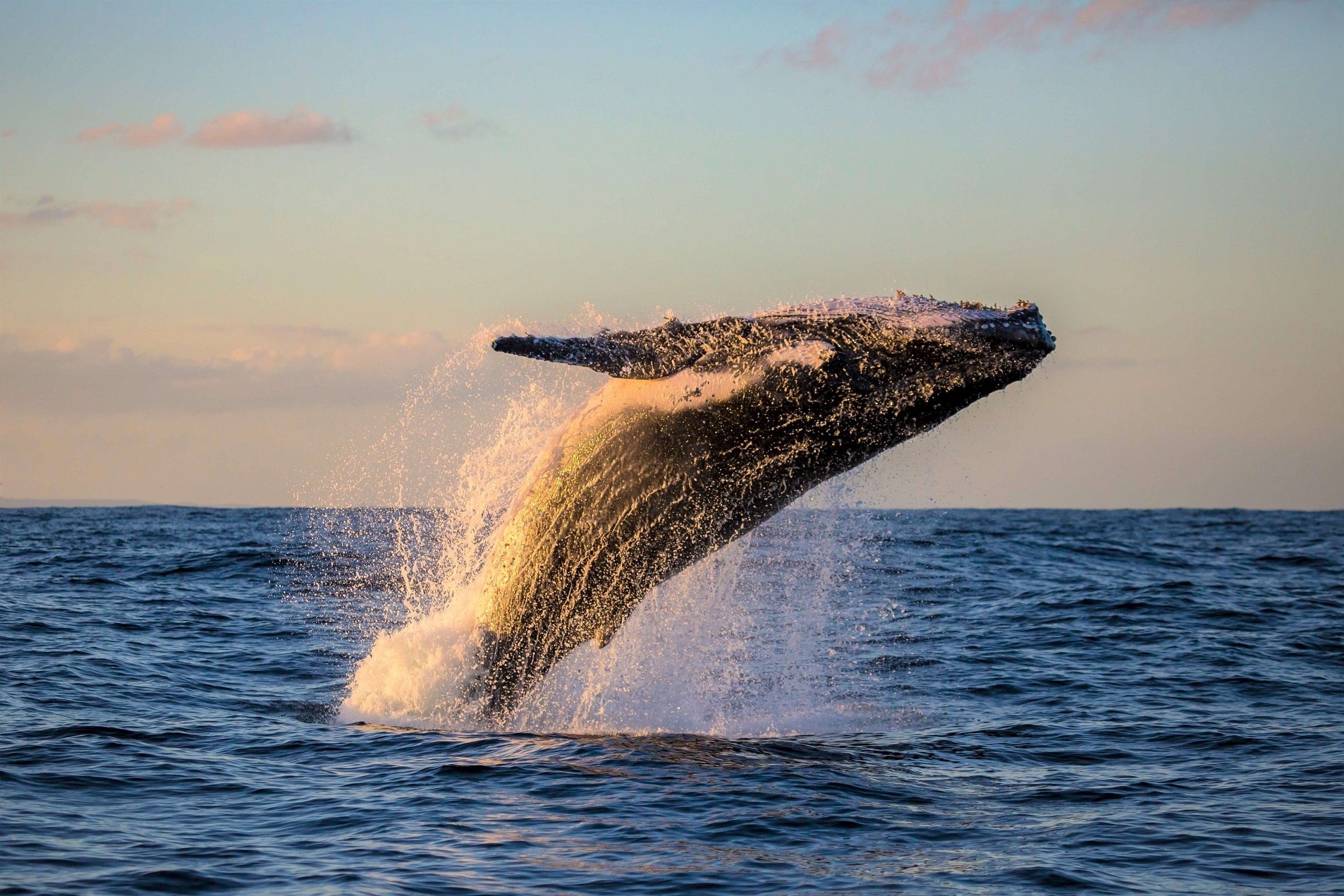 velryba při zájezdu na Islandu