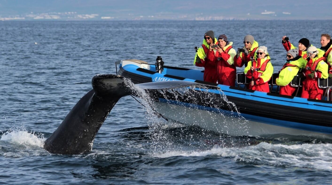 pozorovaní velryb na Islandu