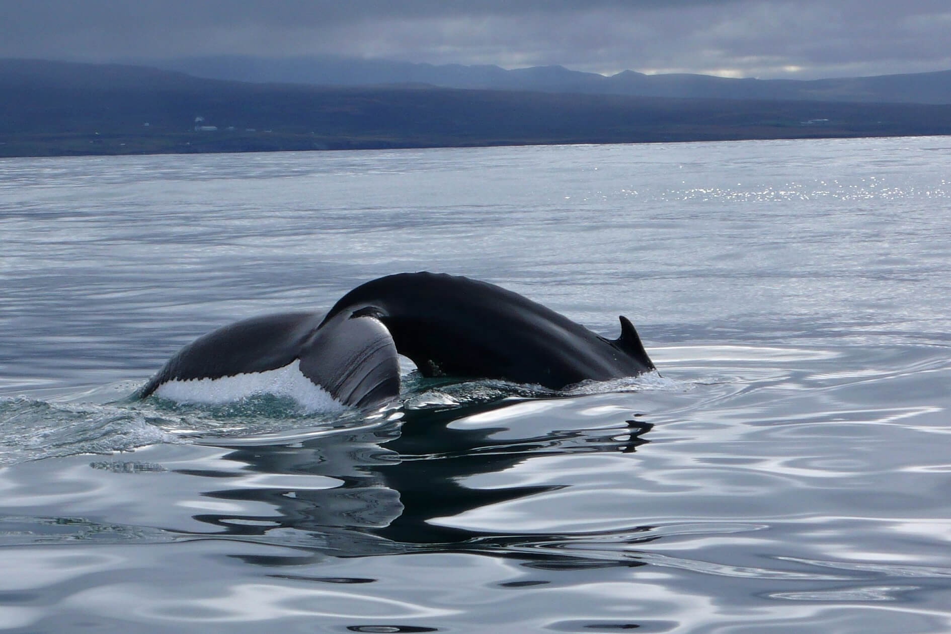 velryba keporkak na Islandu