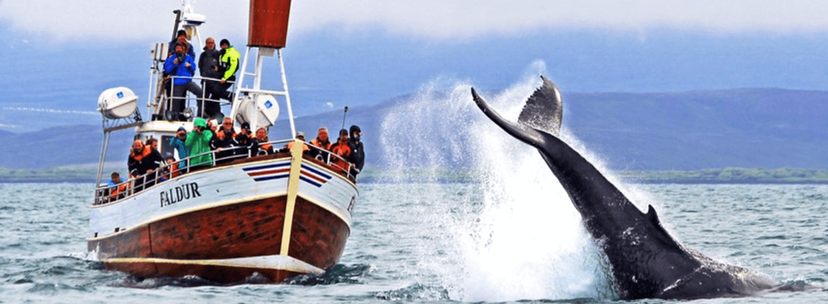 exkurze pozorování velryb