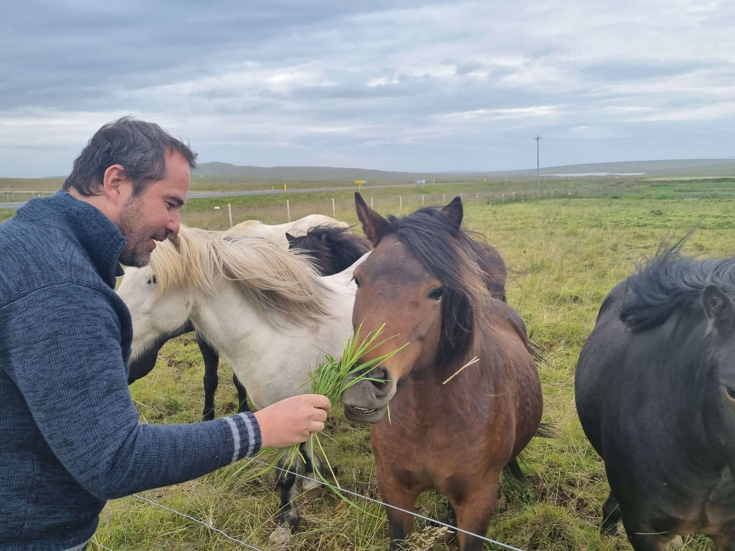 koně na Islandu
